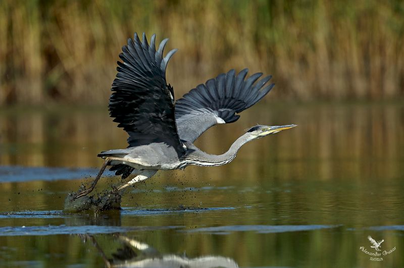 серая цапля. Отрыв фото превью