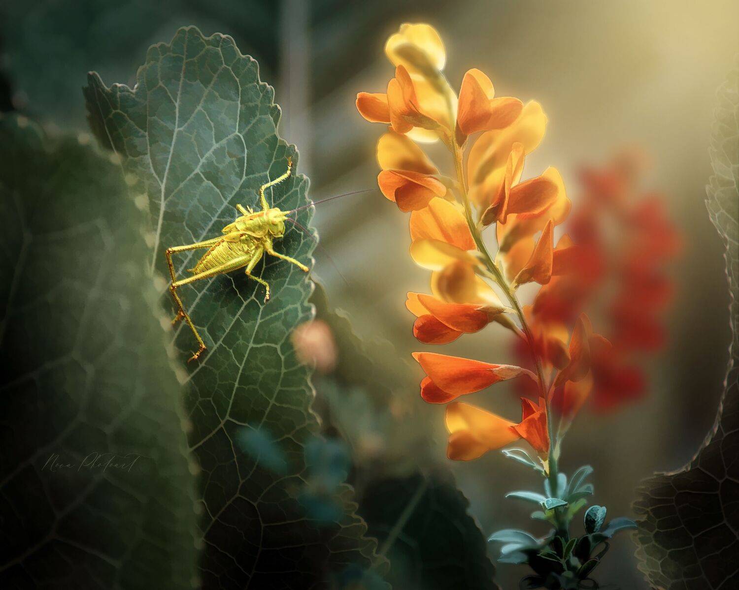 макро, макрофото, макросъёмка, макрофотография, кузнечик, природа, Svetlana Smirnova