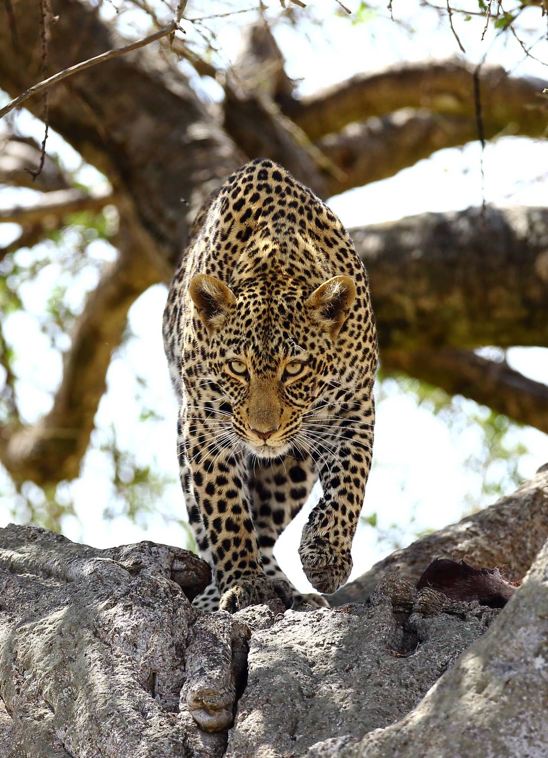 , Гудков Андрей