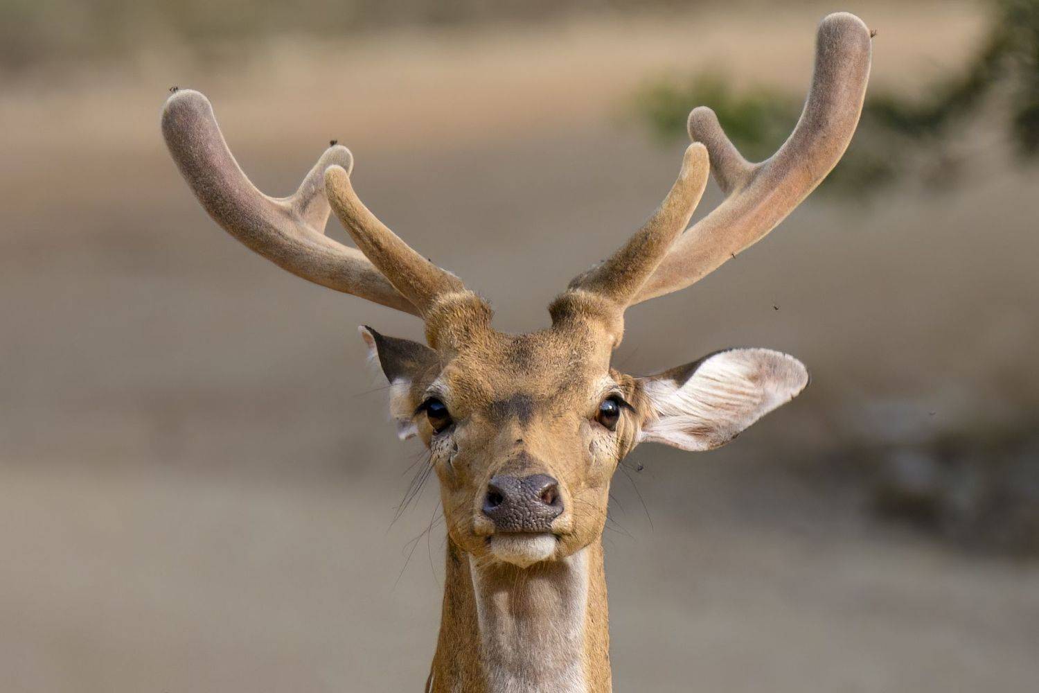 , Валерия Трейтяк