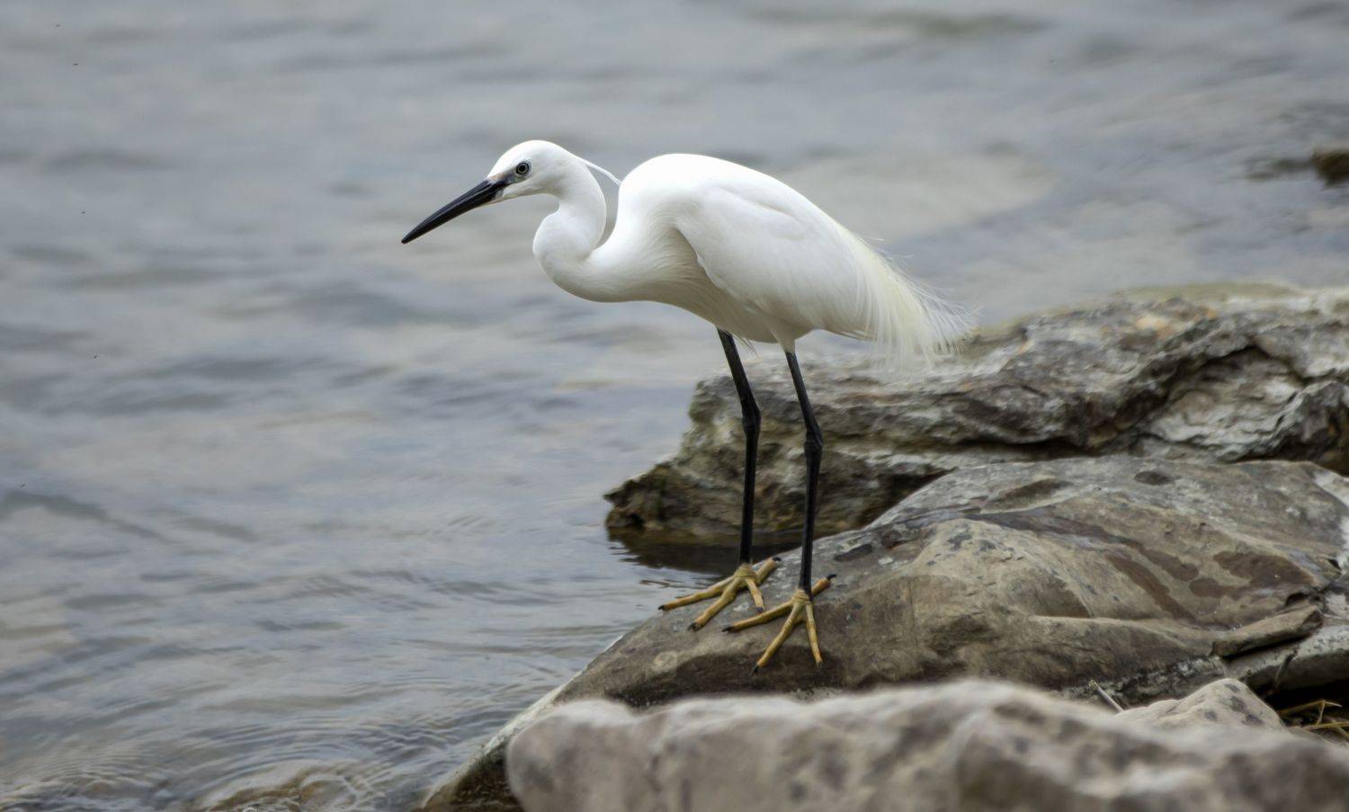 белая цапля, Валентина Булкина
