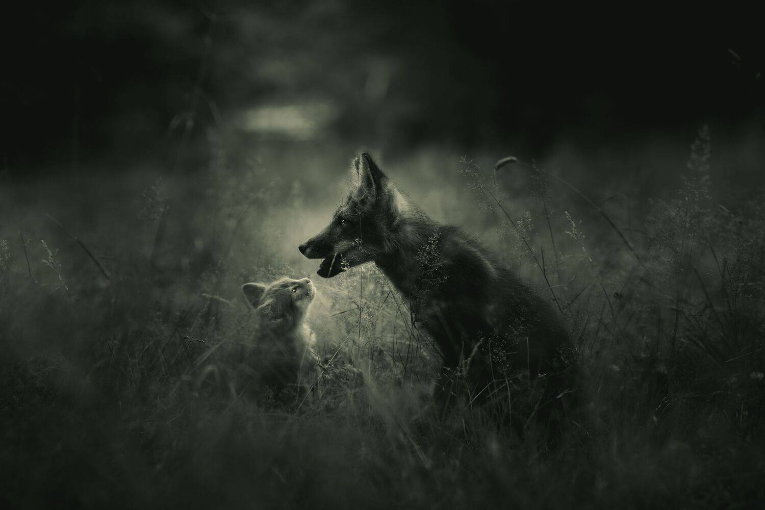 лиса, кот, природа, животные, Anna Yarkova