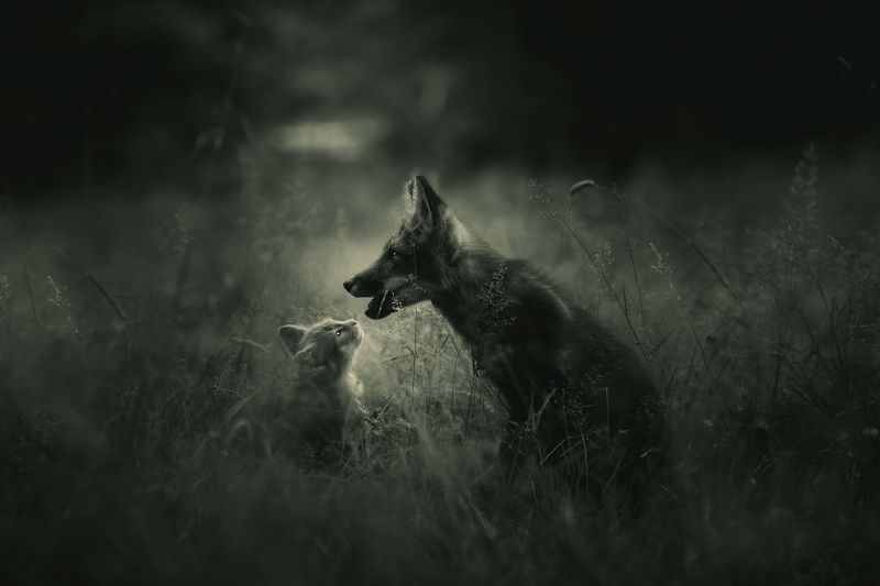 лиса, кот, природа, животные Лисенок и котенок фото превью