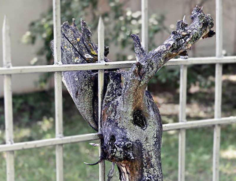 Сухое дерево фото превью