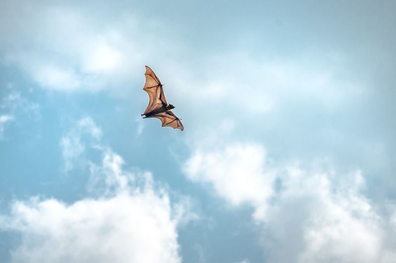 wildlife, nature, srilanka, bird, jazif Bat man фото превью