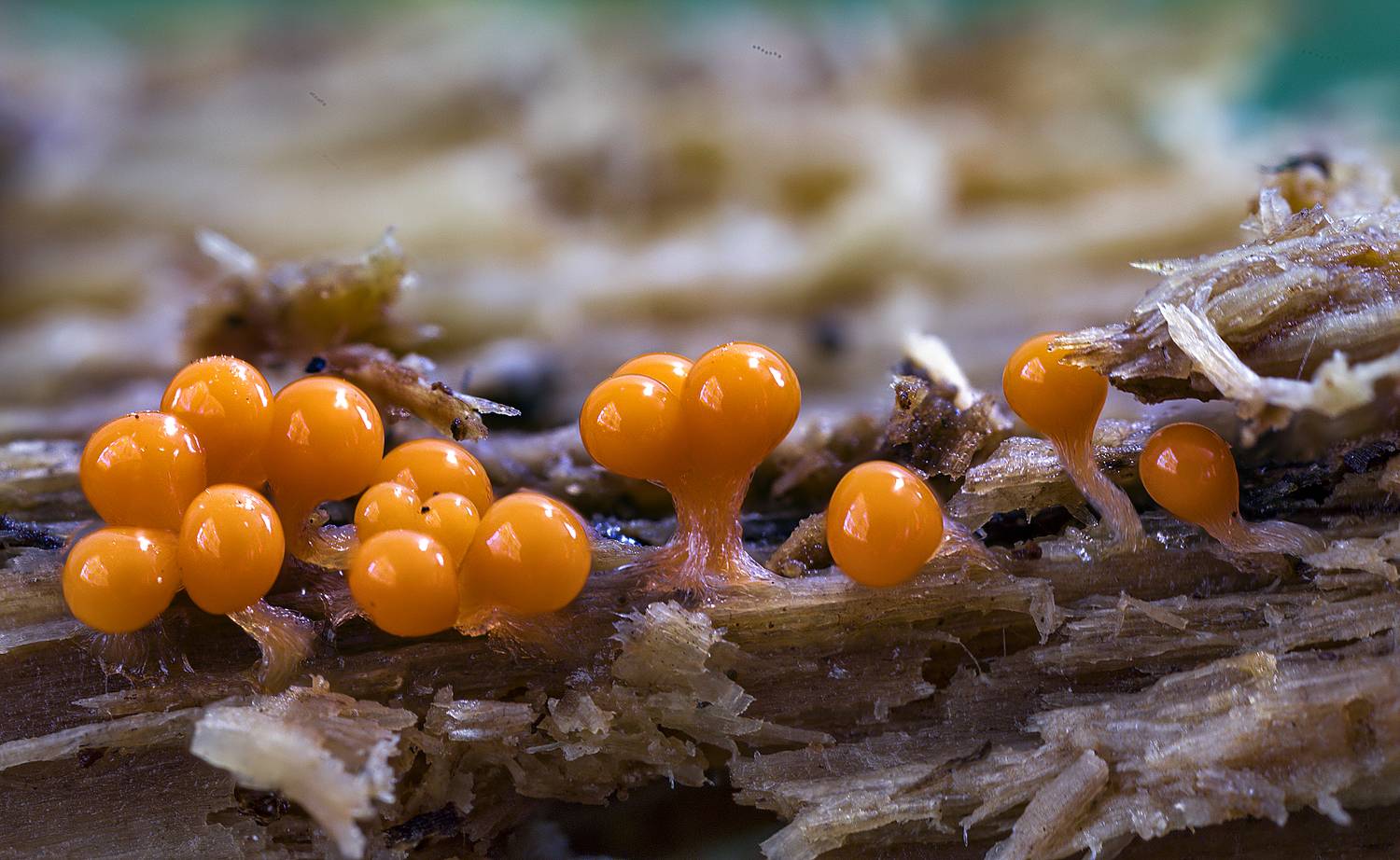 миксомицеты, трихия, спорокарпы, макро, лес, Широких Александр