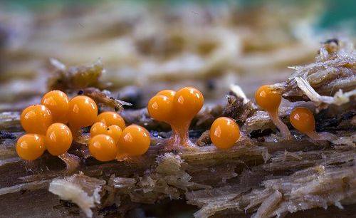 Трихия созревает