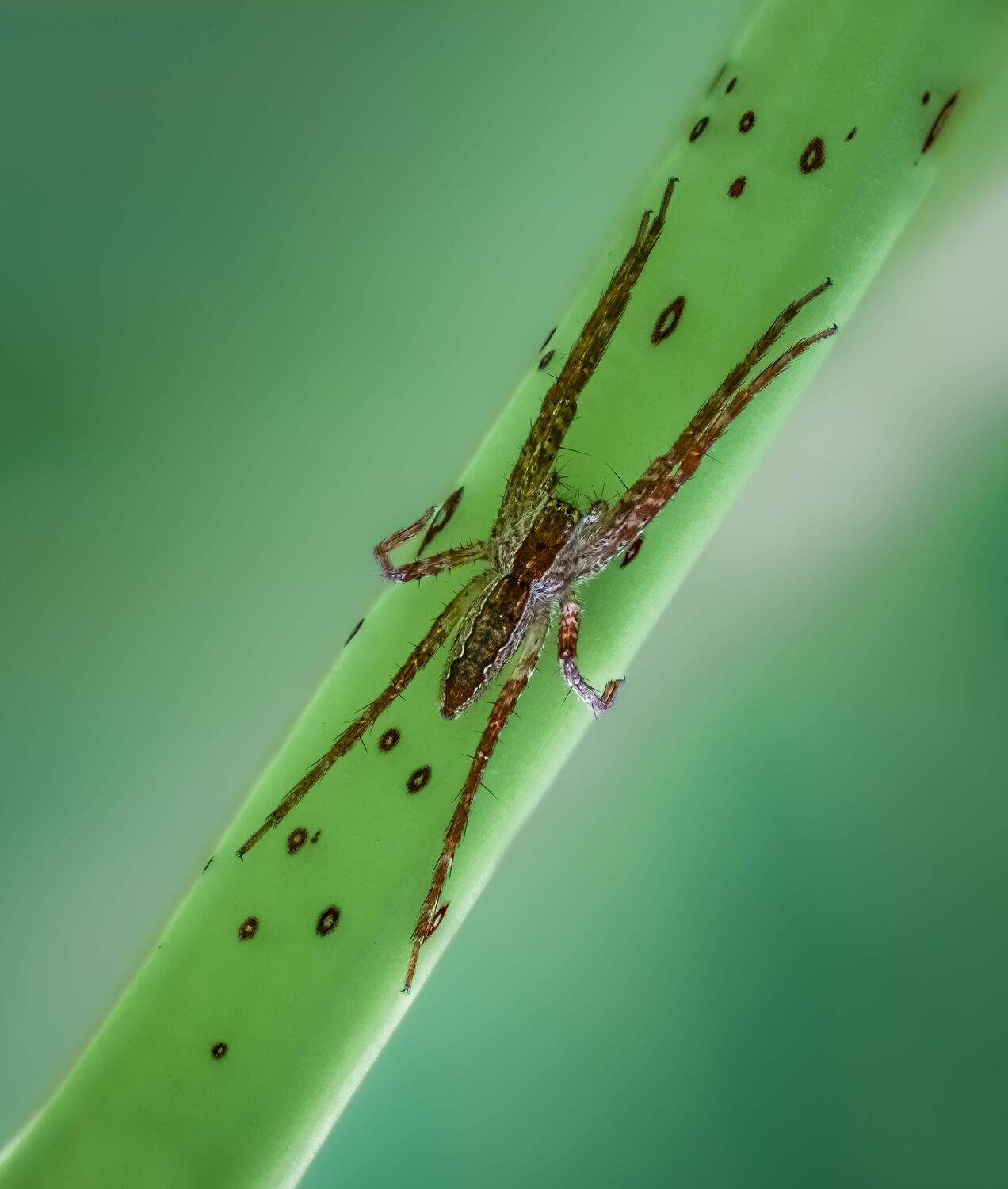 spider, animal, wild, insect, arachnid, leaf, macro,, Atul Saluja