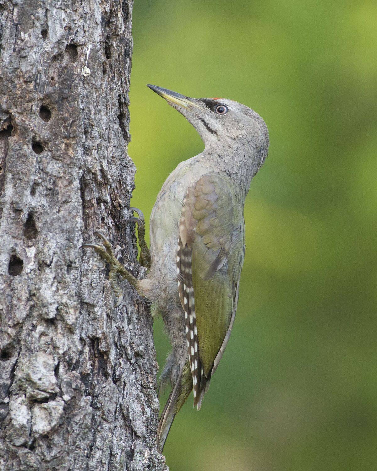 , Евгени Стефанов