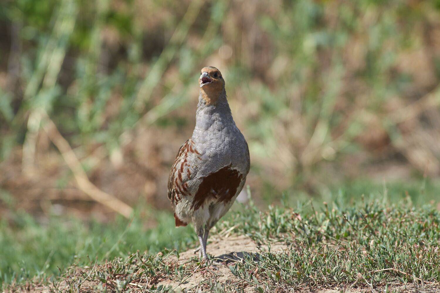 bird, birds, birdswatching, volgograd, russia, Perdix perdix, , Сторчилов Павел