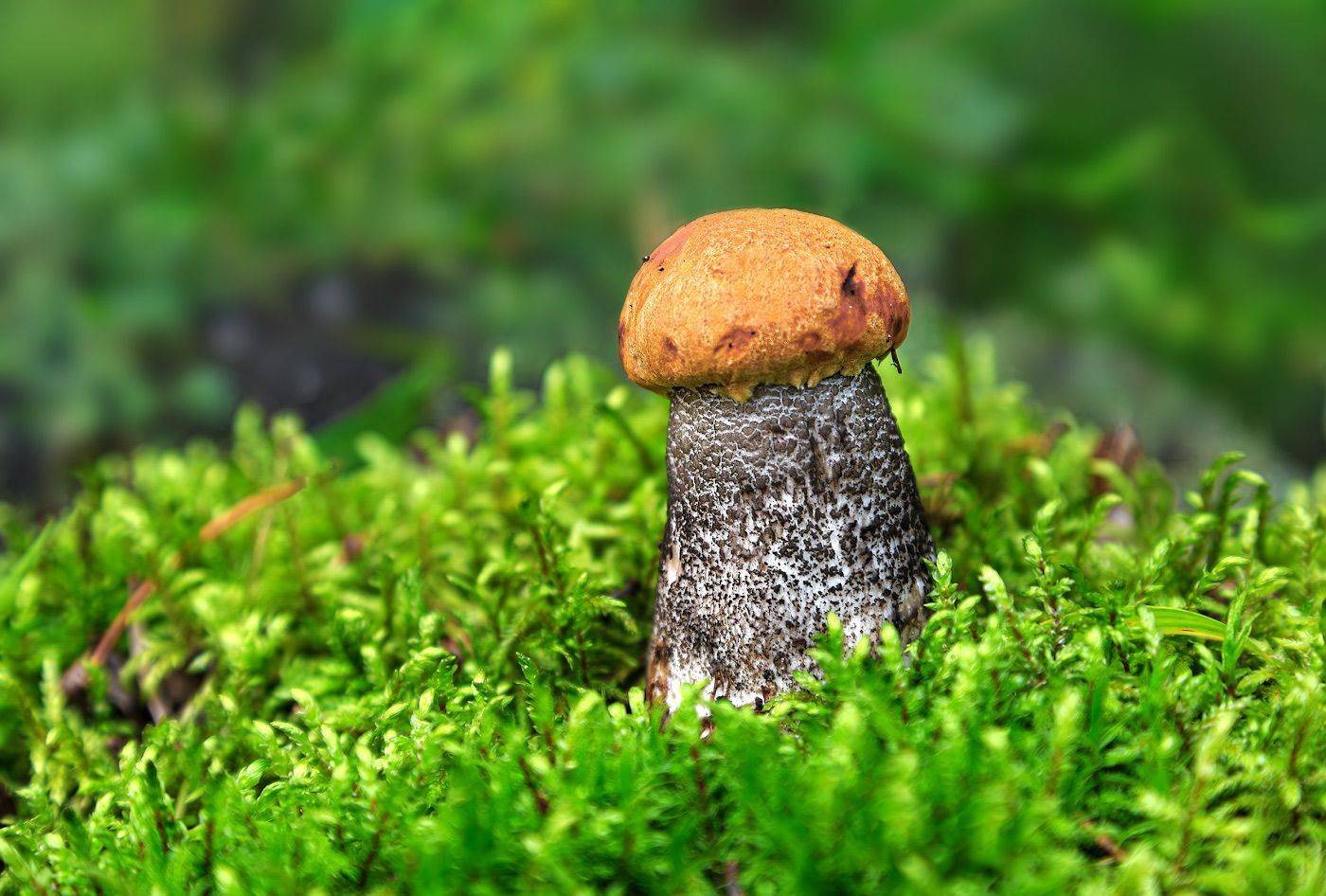 гриб, подосиновик, мох, лето, июль, Борис Новиков