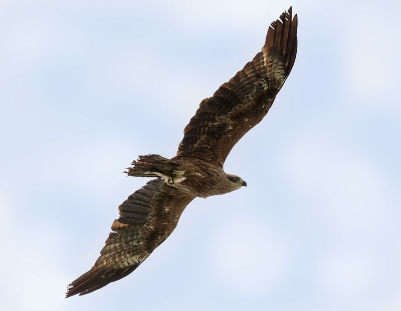 хищник, птица, чёрный коршун, рыба, полёт, С уловом.. (чёрный коршун). фото превью