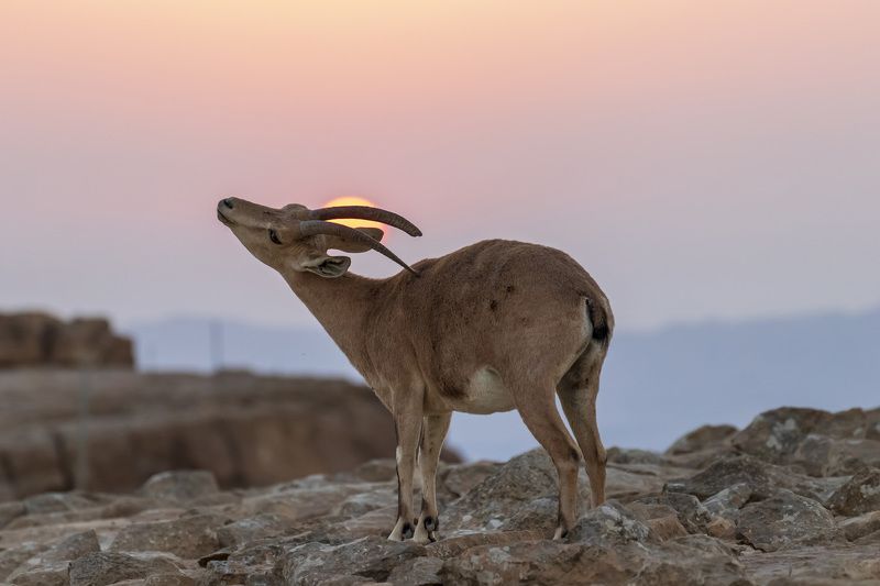 young mail фото превью