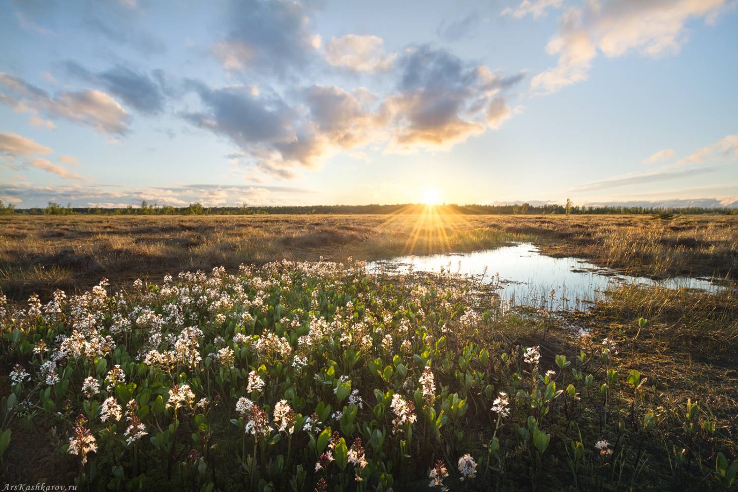 цветущее болото, вахта, ленобласть, ленинградская область, топь, болотные цветы, болотный туризм, тур на болото, вахтовая топь, Арсений Кашкаров