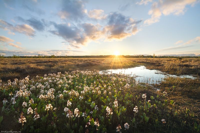 цветущее болото, вахта, ленобласть, ленинградская область, топь, болотные цветы, болотный туризм, тур на болото, вахтовая топь \