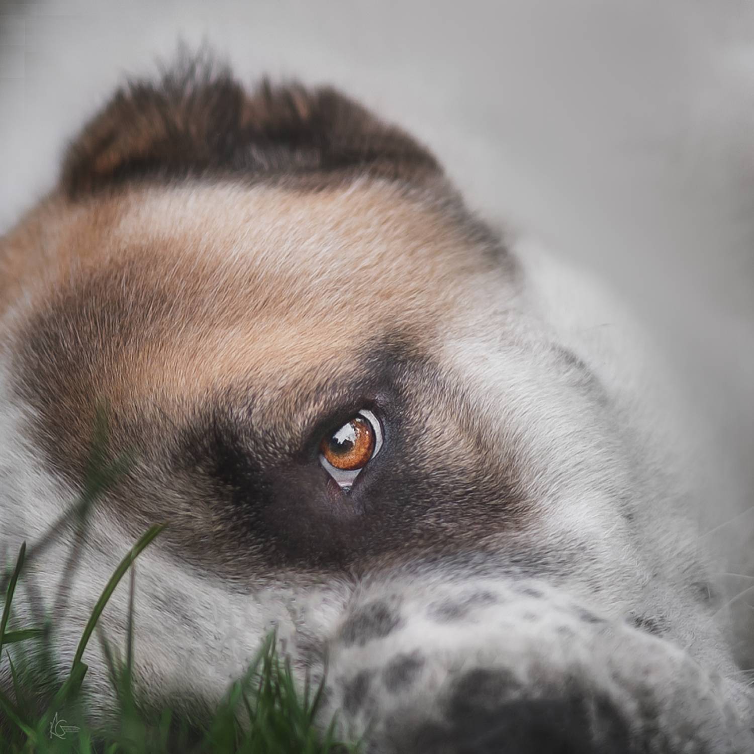 , Коптилина Галина