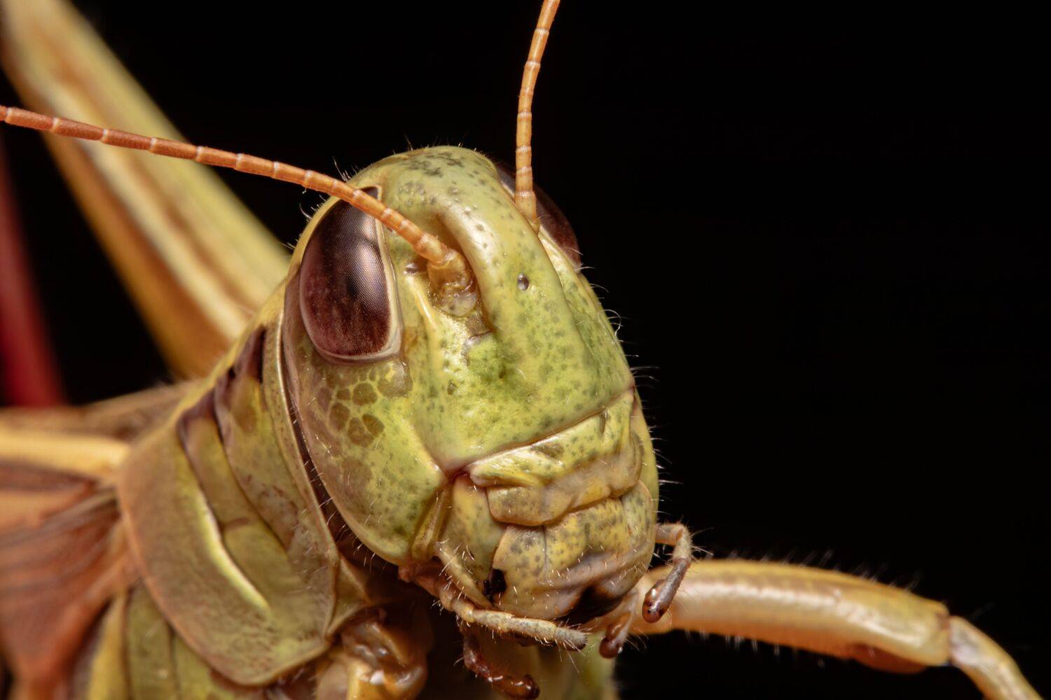 insect, insectlovers, insectmacro, macrophoto, macrophotogtaphy, enthomology, nature, cricket, Stephane
