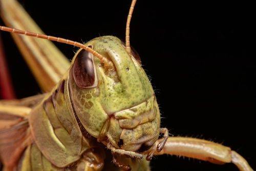 Cricket Face