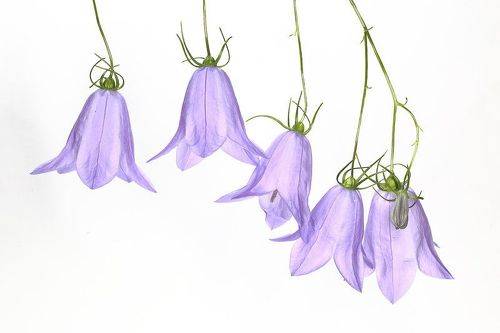 Campanula rotundifolia