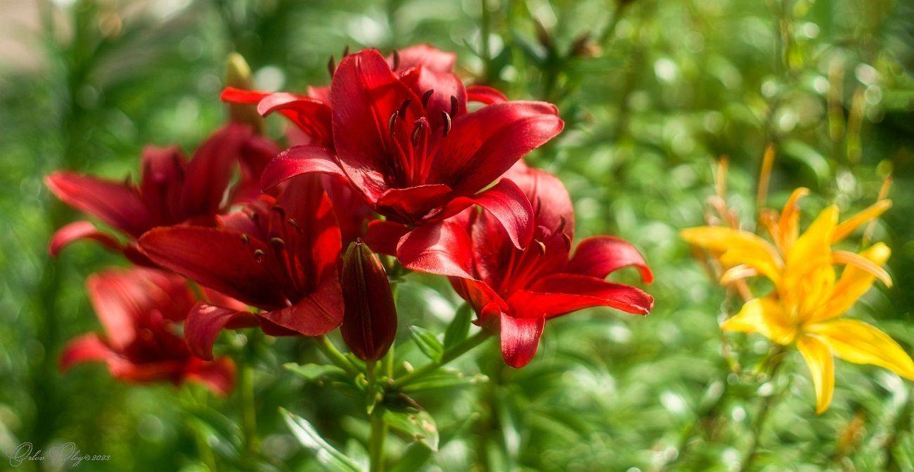 , Орлов Олег