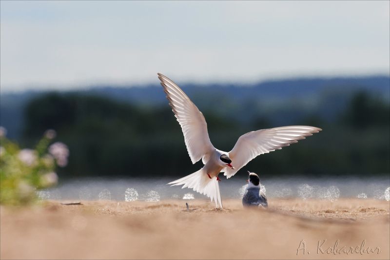 Полярная крачка фото превью