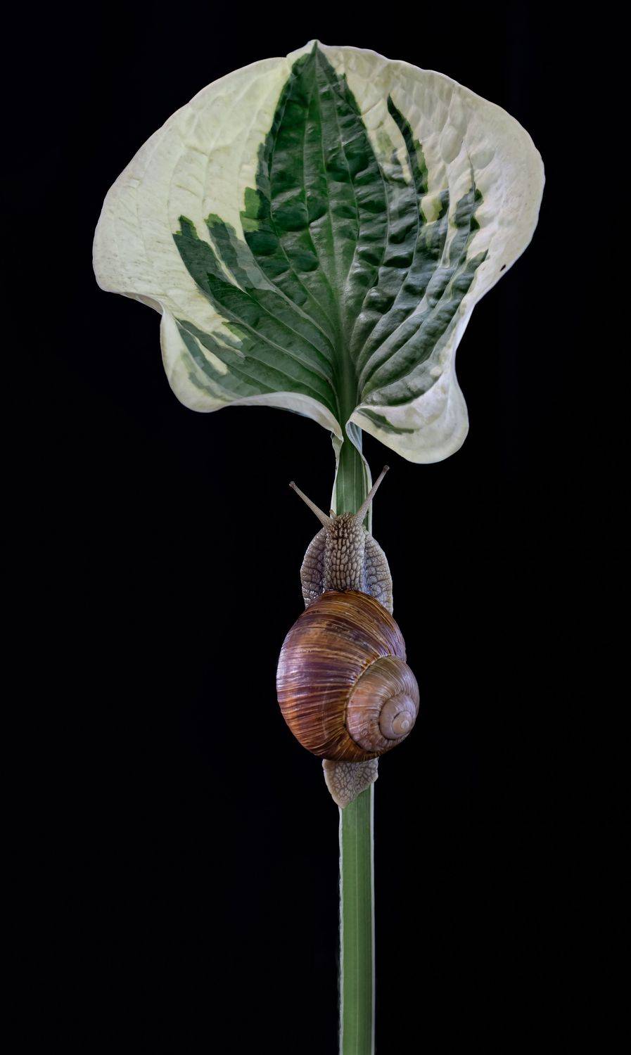 , Черновол Валентин