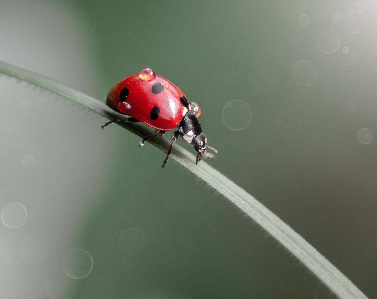 макро, макрофото, макрофотография, макросъёмка, божьякоровка, Svetlana Smirnova