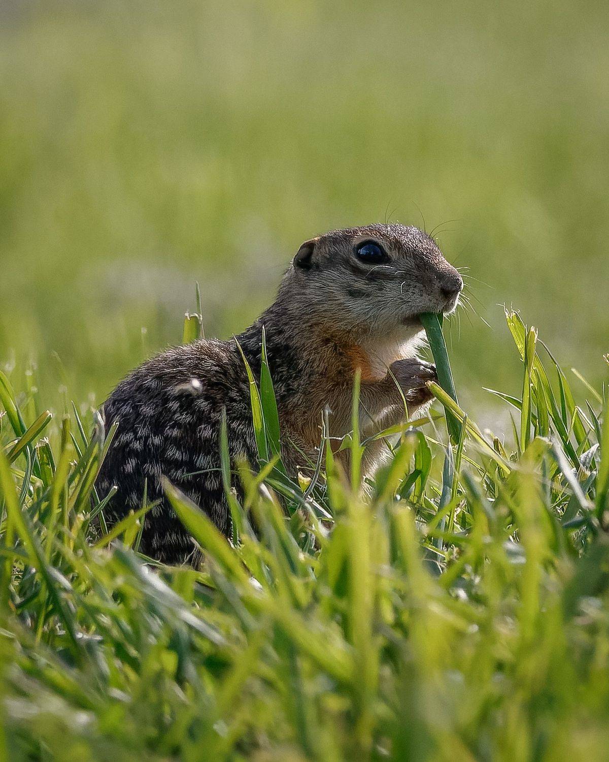 суслик, spermophilus suslicus, природа, животные, млекопитающие, воронежская область, Сыч Римма