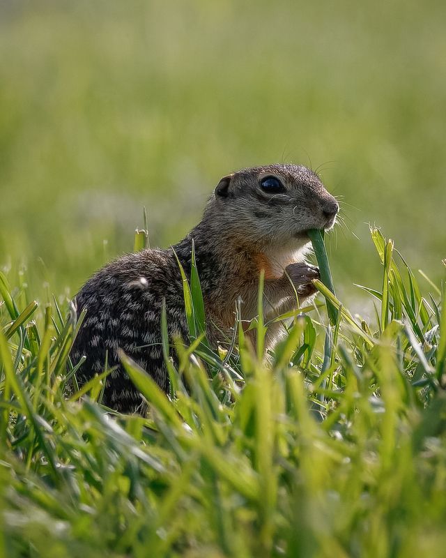 суслик, spermophilus suslicus, природа, животные, млекопитающие, воронежская область Крапчатый суслик фото превью