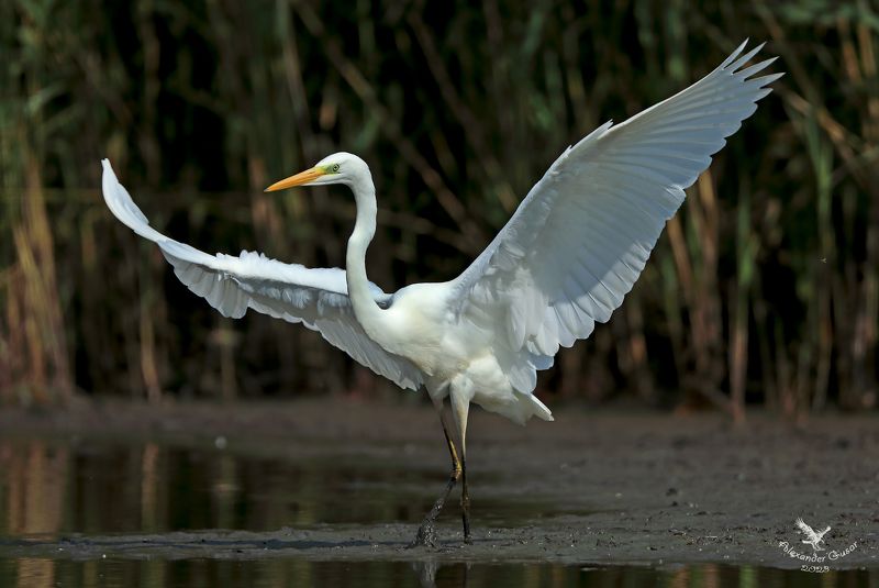 Во такой привет. фото превью