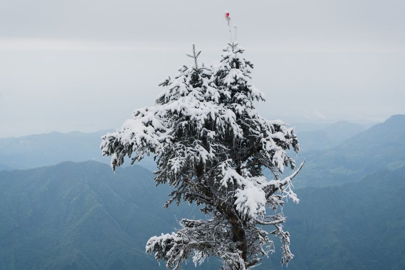 conifer tree, snow-covered tree, icy conifer, winter landscape, green mountains, snow-capped peaks, snowy tree, mountain top view, thick clouds, winter wonderland, resilient tree, snowstorm survivor, majestic mountain scene, frozen landscape, proud mounta Winter wonder of the summit фото превью