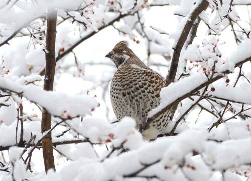 После снегопада