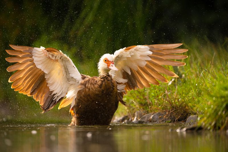 Chinese duck фото превью