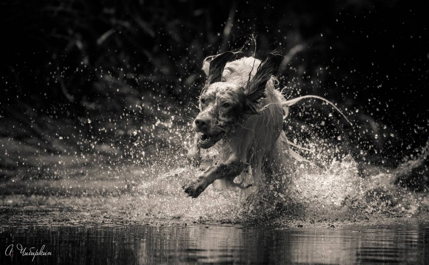 английский_сеттер, портрет, движение, Александр Чибиркин