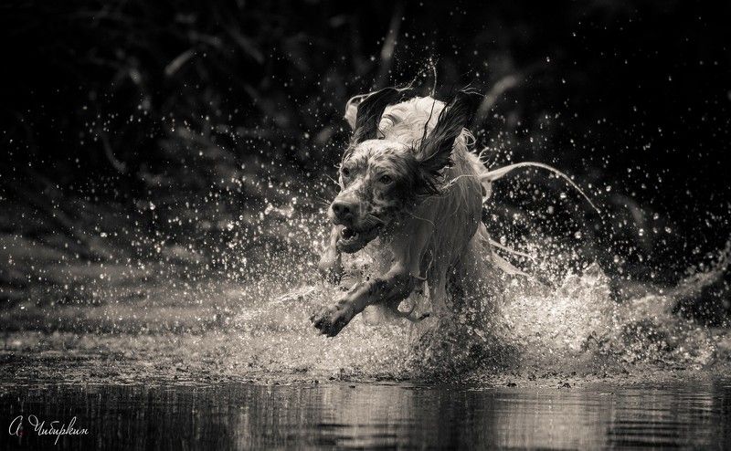 английский_сеттер, портрет, движение Собачьи каникулы фото превью