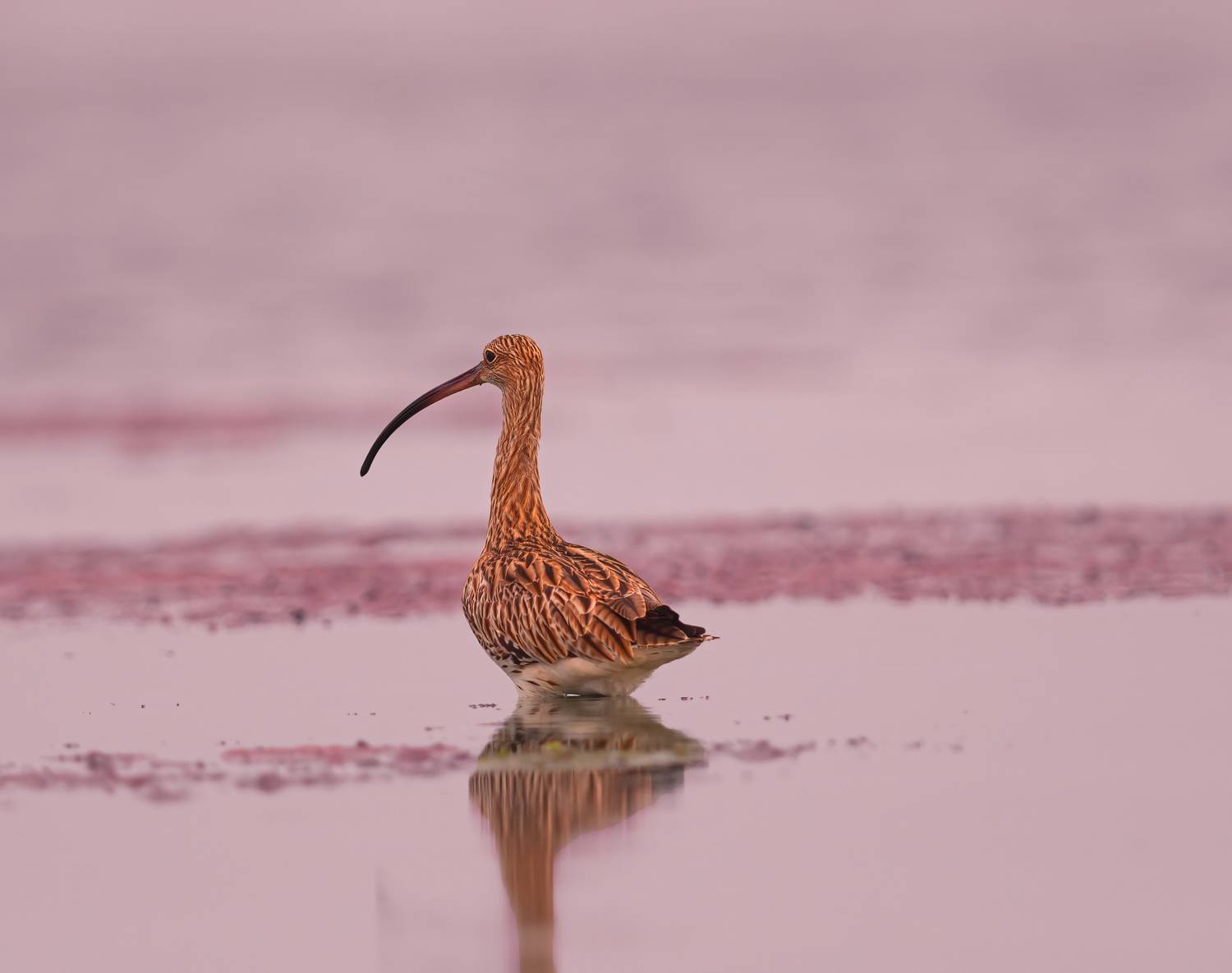 reflection,bird,birds,nikon,wild,water,shadows,lake,pond,flowers,swan,colors,nikon,beauty,nature,animals,eyes,egret,songbird,jungle,white,wings,fly, G N RAJA