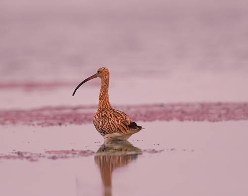 eurasian curlew