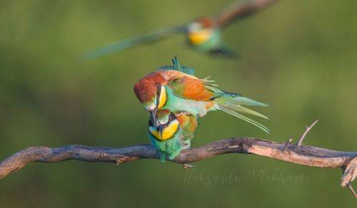 Bee-eater