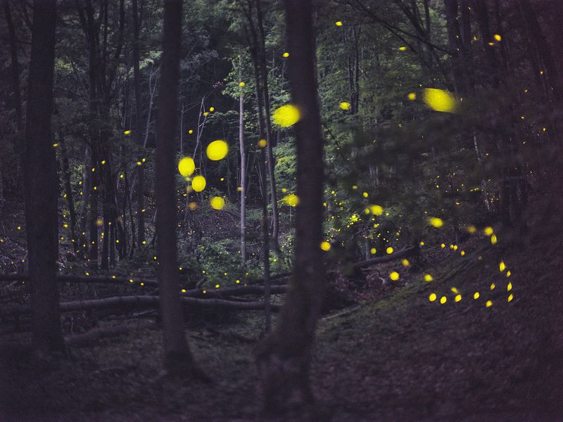 fireflies fireflies фото превью