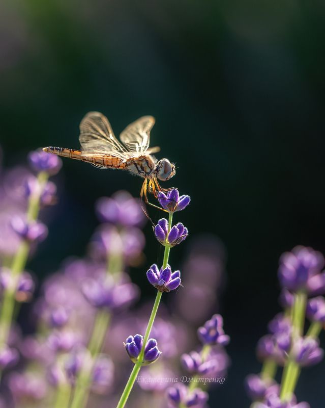 Фотосессия для стрекозы фото превью