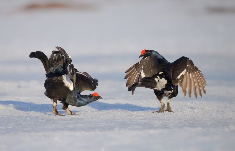 тетерев, ток, весна, болото Балет на снегу фото превью