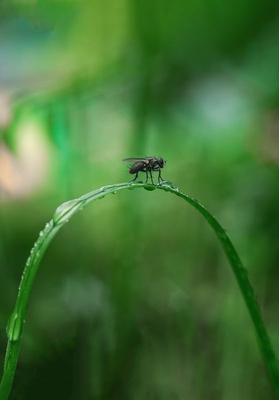 муха фото превью