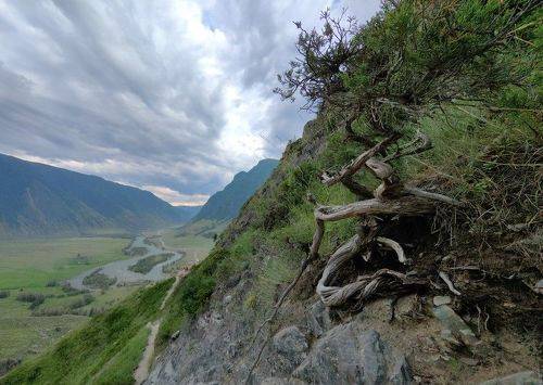 Пейзаж с корнями дерева