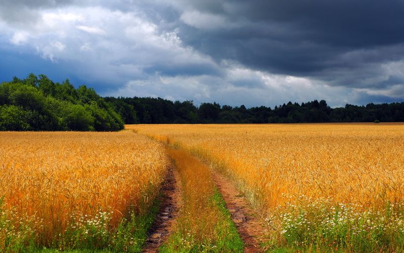 Дорога в поле фото превью