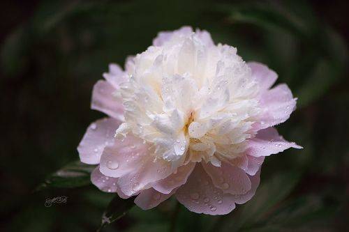 Нежность пионов