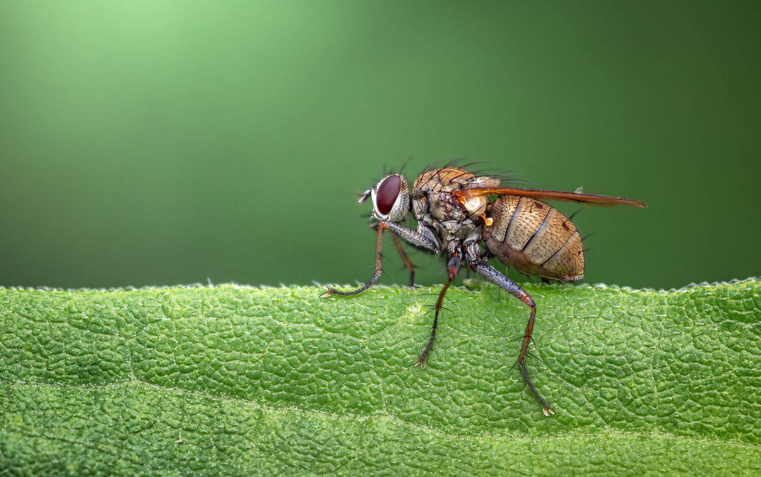 fly, insect, leaf, tiger fly, macro, bug, nature wild, robber fly, robber,, Atul Saluja