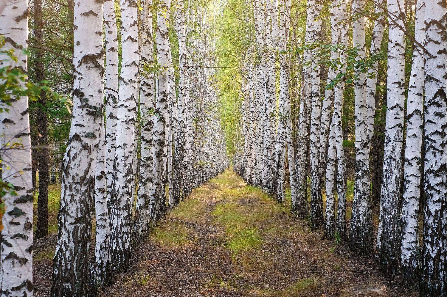 лето, берёзки, закат, Владислав Никишин