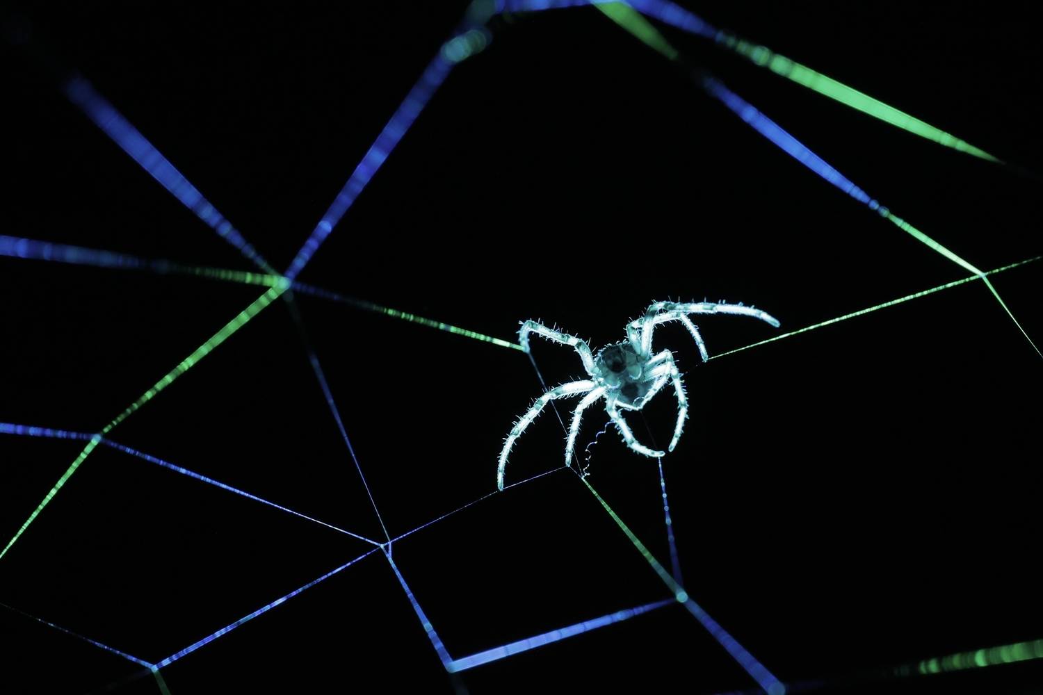 , Щепанов Дмитрий