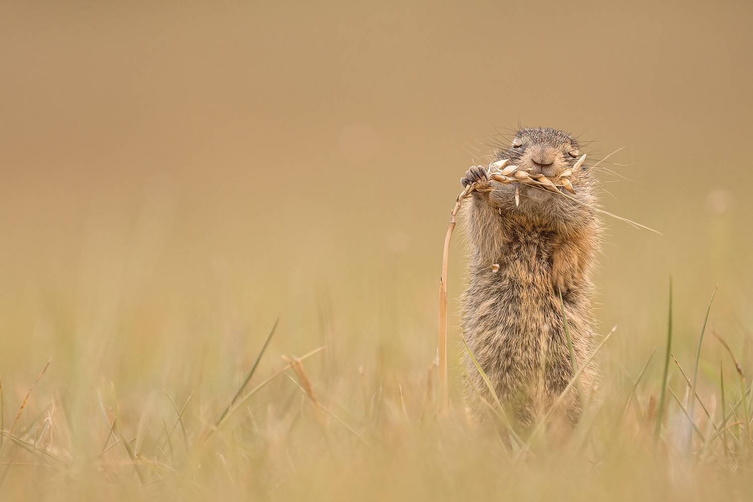 #ground squirrel #eat #sleep #animal #cute #comedy #funny #wildlife, T&iacute;mea Ambrus