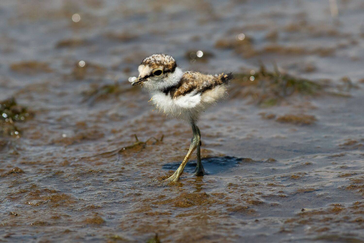 bird, birds, birdswatching, volgograd, russia, Charadrius dubius, , Сторчилов Павел